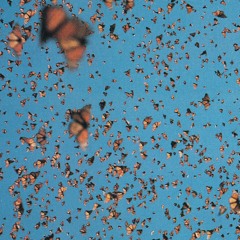 gohan [twitterflips vol. 6 out now]