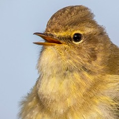 Chiffchaff Solo 23rd March MixPre - 852 48000 2 01