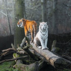 Découvrez le zoo du Bois d'Attilly !