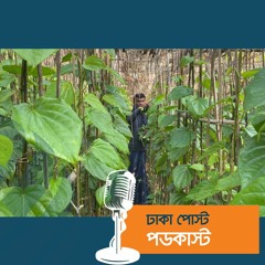 হাতিয়ায় বেড়েছে পান চাষ, স্বাবলম্বী চাষিরা