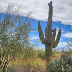 Sweet Arizona Woman