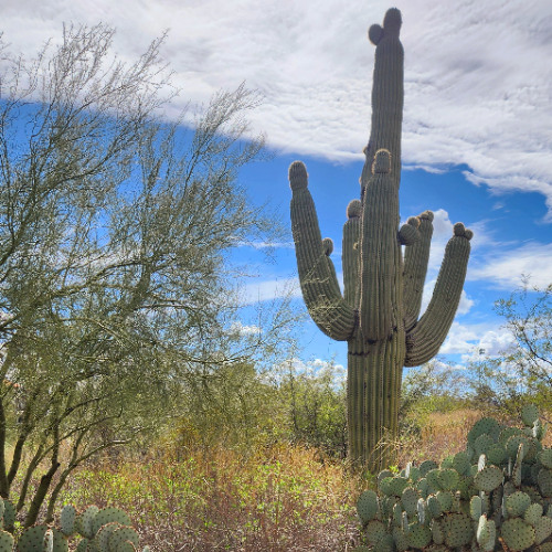 Sweet Arizona Woman