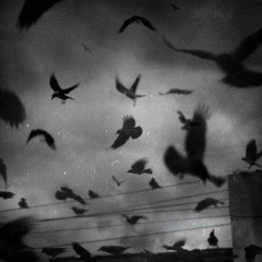 Crows (prod. $aint)