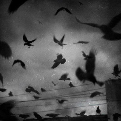 Crows (prod. $aint)