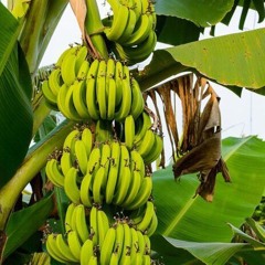 Banana Leaves