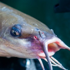 Panhandle Afield: Channel Catfish