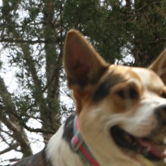 Who Let The Dogs Out