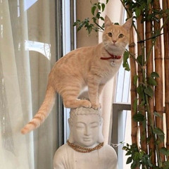 Любит смотреть на котиков