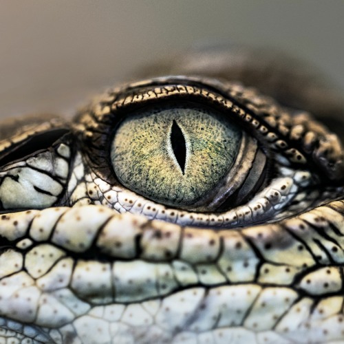 Skillibeng Type Beat - "Crocodile Eye" (Prod. Adde Instrumentals)