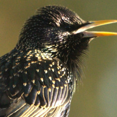 Birdsong lesson #29: Starling (Swedish Radio)