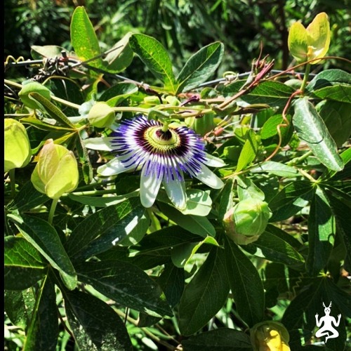exploring w/ Ura (indie megamix)