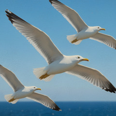 Seagulls