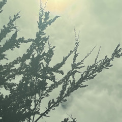 Khoshbakhtit Arezoomeh