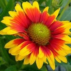o speculum columbe - wonderful flowering (alternative percussion)