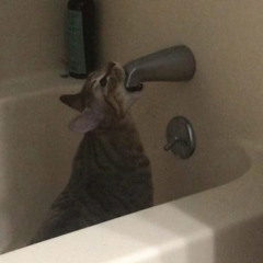 Sounds like the inside of my brain