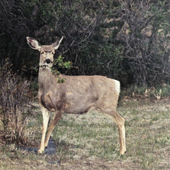 Realest One (RIP Keed)