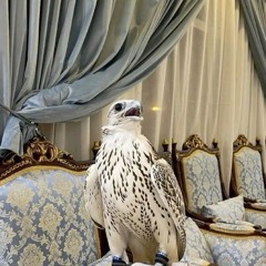 هو معجبك واحدٍ ششفته ."