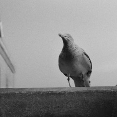 A24 FREESTYLE ## prod. BLIZZARD