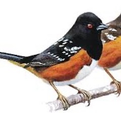 SPOTTED TOWHEE DUO, countersinging..l