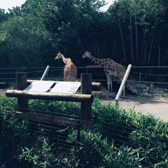 YoungJuly - Why You Never Home Now? [Prod. Richie]