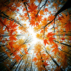 When the leaves fall, fall, fall