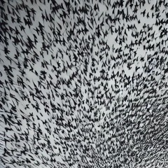 Murmuration