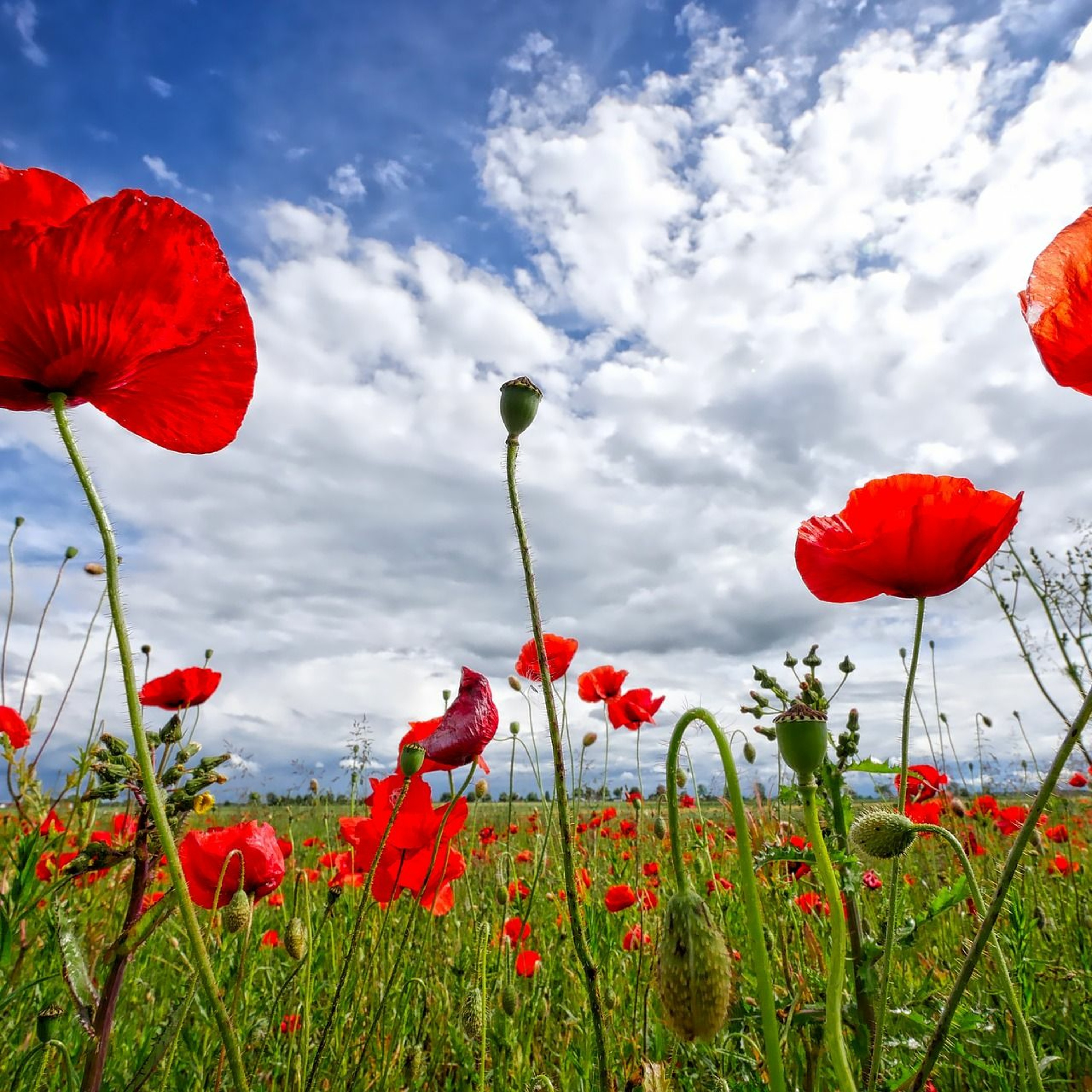 Acrylic present In Flanders Fields,  28 April episode artwork
