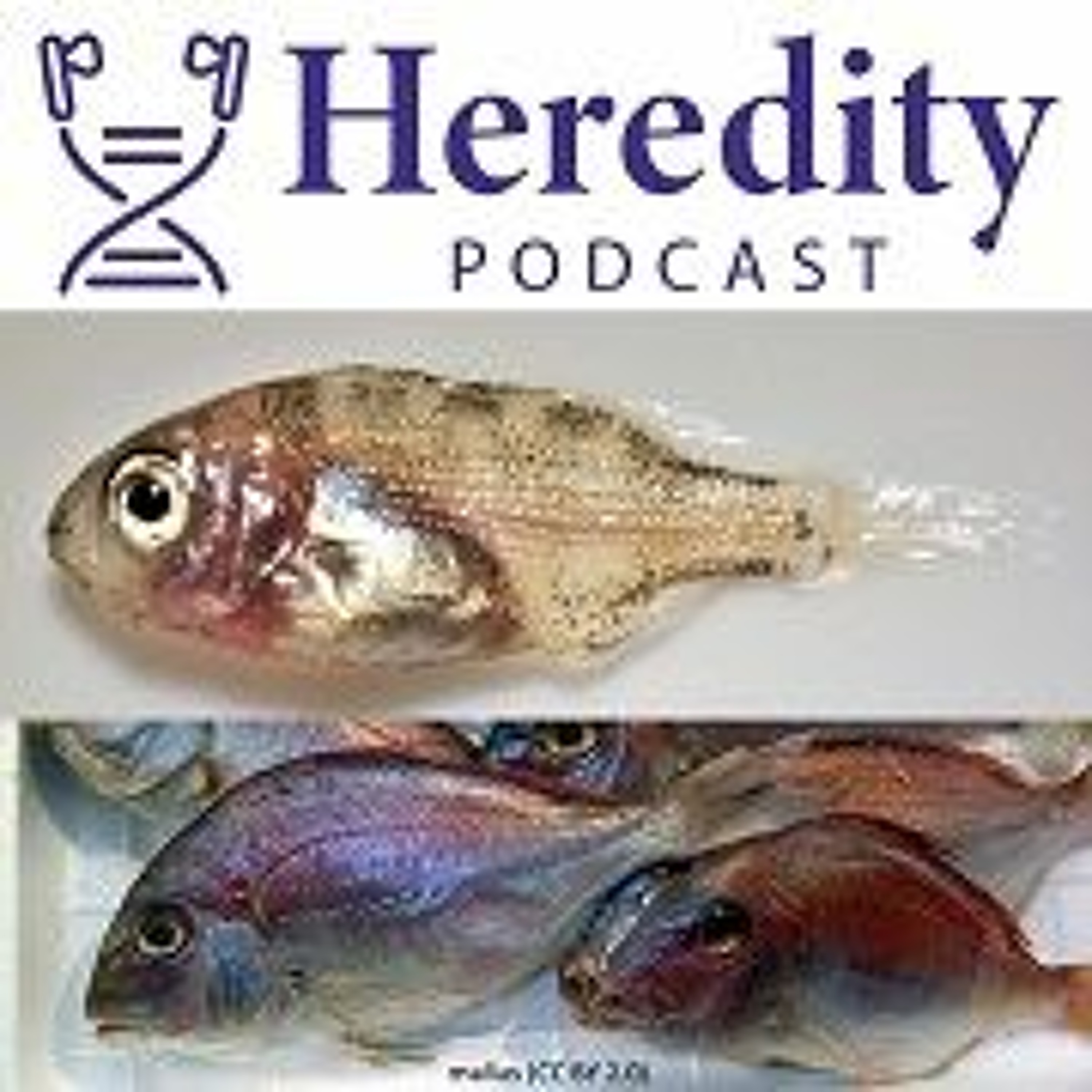 Why's that fish transparent?