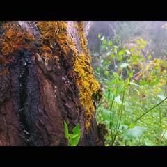 2024.01.07 To the Ancestors. Night To Morning. Tapanappa. Summer. (Very Short Version)