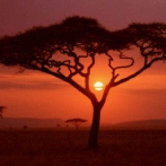 kota hazee!!!!! safari!!!!! 🎧ྀི*dj hazee*𝄞⨾𓍢ִ໋