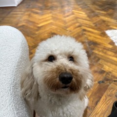 WOOF3
