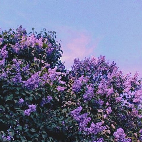 ink street 101 - цветы