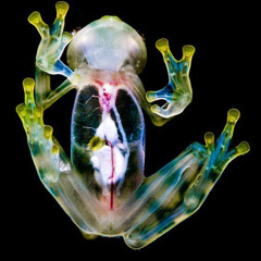 Frogland pt. 2 x Morcah