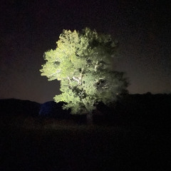 Effetto Foresta - Tempo 2: ruscello,  api selvatiche, formiche rufe