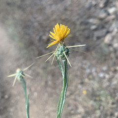 O moutain flower/the good dry earth