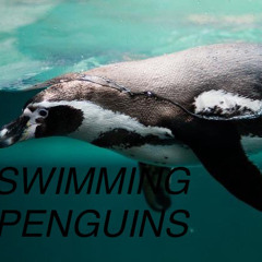 SWIMMING PENGUINS