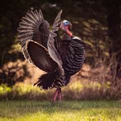 Panhandle Afield: Wild Turkeys