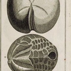 hk_fantaisies_tracks_416