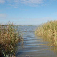 FKISM: Banjo frogs off Barrage Road, Goolwa - October 2012