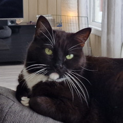 KCatzsen Jamerrz