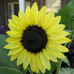 Kapila Gita 8 - Smt.Meera Tadipatri