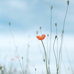 Hear You Me (Jimmy Eat World)