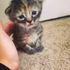 tonight (prod kewan)