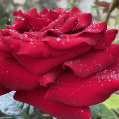 Roses on the rain