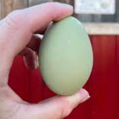 Gröna ägg - Zexi x RØMN x Medin