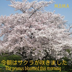 The Prunus Bloomed This Morning 今朝はサクラが咲きました
