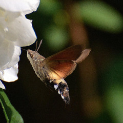 The Hummingbird Hawk Moth