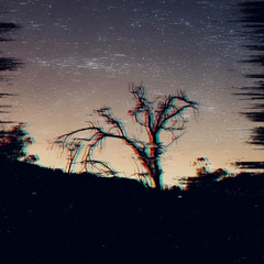 Wither