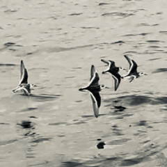 serenade to a seabound lover