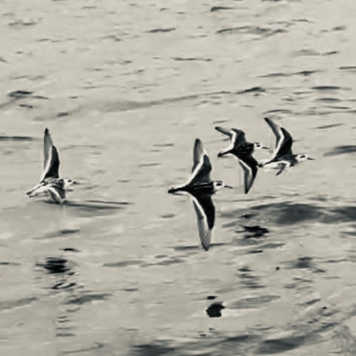 serenade to a seabound lover